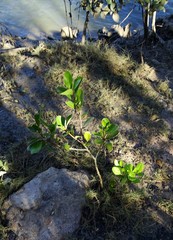 Aegiceras corniculatum