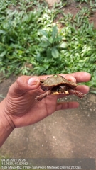 Rhinoclemmys pulcherrima pulcherrima