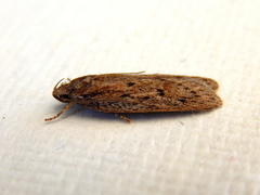 Acantholena siccella