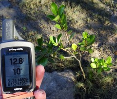 Aegiceras corniculatum