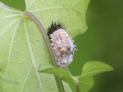 Chelymorpha cassidea