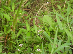 Phyciodes phaon