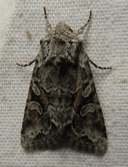 Lacinipolia cuneata