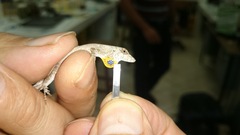 Anolis ustus