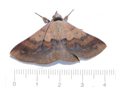 Ophyx pseudoptera