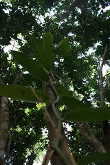 Vanilla planifolia