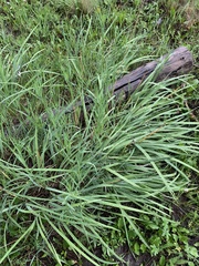 Iris missouriensis