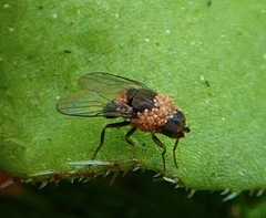 Oscinellinae