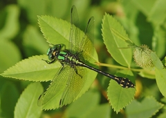 Ophiogomphus howei