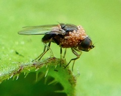Oscinellinae