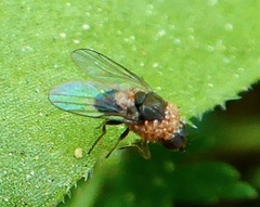 Oscinellinae