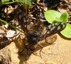 Conophorus fenestratus