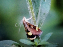 Pyrausta aurata
