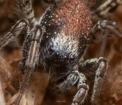 Coenoptychus pulcher