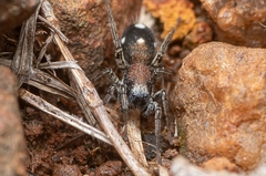 Coenoptychus pulcher