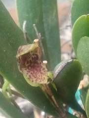 Stelis retusa
