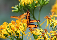 Tegosa anieta
