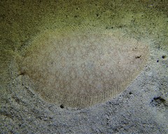 Pseudorhombus arsius