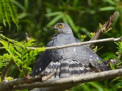 Accipiter virgatus