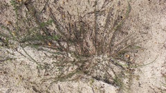 Aspalathus retroflexa bicolor