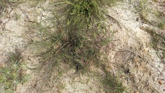 Aspalathus retroflexa bicolor