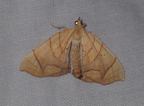 Lesser Grapevine Looper Moth (Eulithis diversilineata)