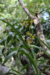 Oncidium sphacelatum