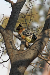 Trachyphonus vaillantii vaillantii