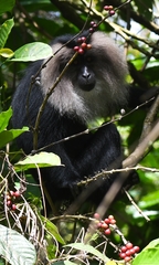 Macaca silenus