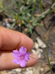 Boerhavia linearifolia