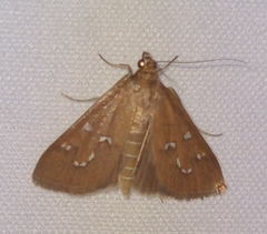 Diastictis