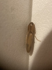 Conoderus vespertinus