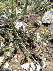 Boerhavia linearifolia