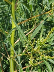 Amaranthus cannabinus