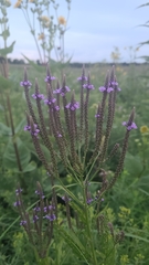 Verbena hastata