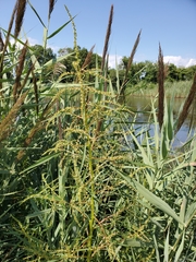 Amaranthus cannabinus
