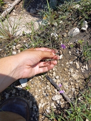 Boerhavia linearifolia