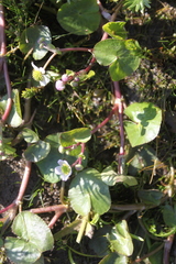 Caltha natans