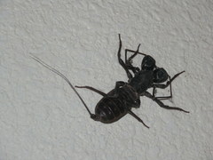 Mastigoproctus giganteus