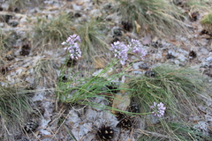 Allium rubens