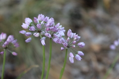Allium rubens