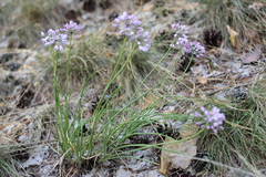 Allium rubens