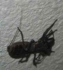 Mastigoproctus giganteus