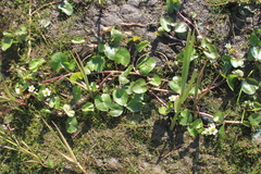 Caltha natans