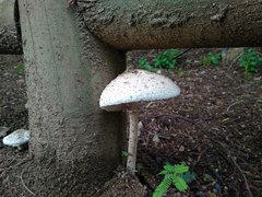 Macrolepiota bonaerensis