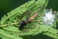 Oxyopes