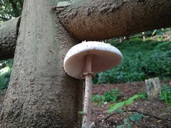 Macrolepiota bonaerensis