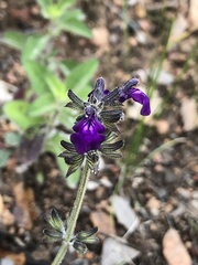 Salvia nana