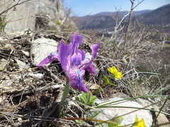 Iris tigridia