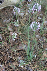 Allium rubens